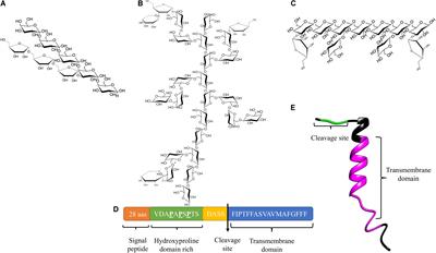 The Role of Arabinogalactan Type II Degradation in Plant-Microbe Interactions